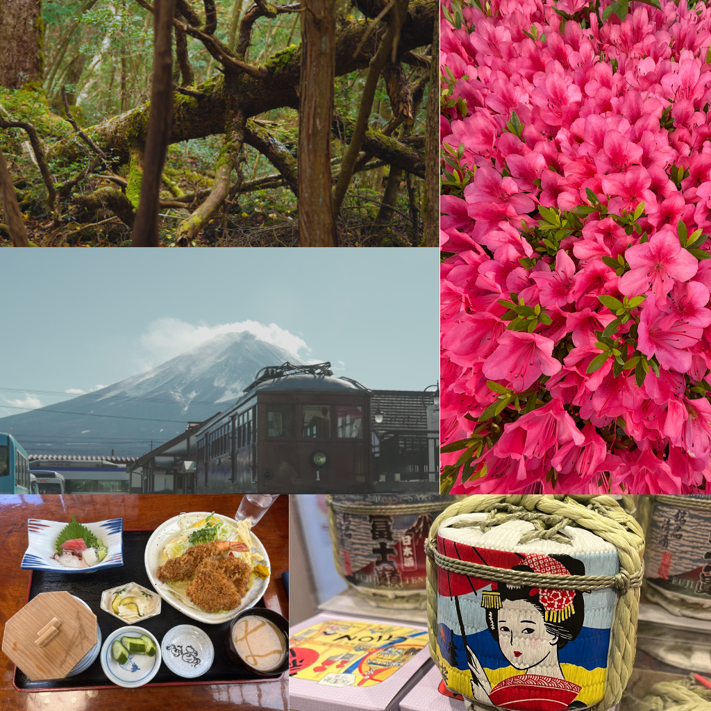 Japanese forest, traditional meal, elegant sake bottle, and pink moss phlox flowers at Motosu Highland near Mt. Fuji.