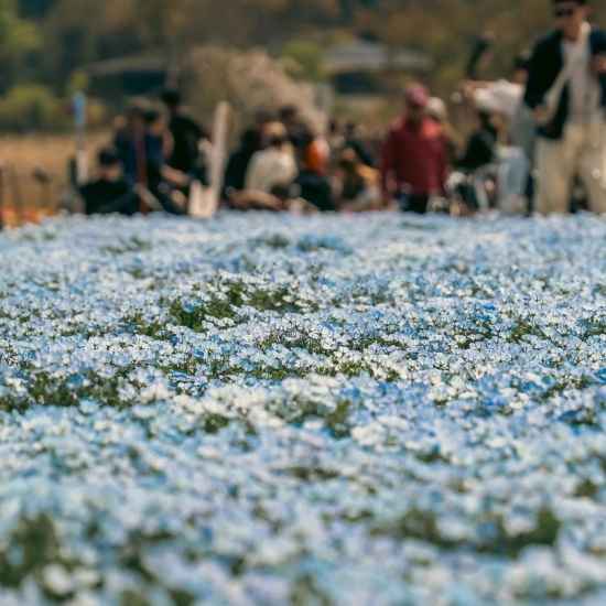 A beautiful field of blooming blue nemophila flowers at Oishi Park.