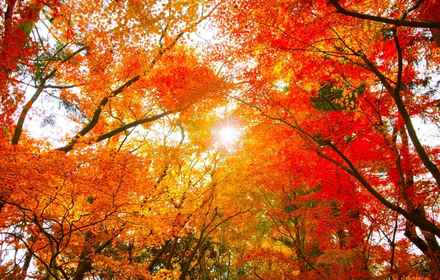 Autumn leaves and colorful trees at Koyodai near Mt. Fuji