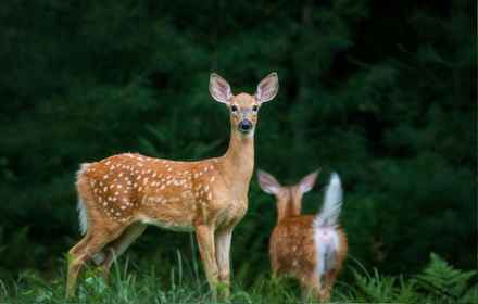 Deer emerging from Aokigahara Forest near Mt. Fuji