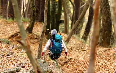 A panoramic view of the vast Aokigahara Forest with Mt. Fuji rising beyond the trees near Koyodai.